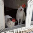 訳あって猫たちをお庭出禁にしました