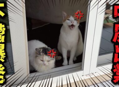 訳あって猫たちをお庭出禁にしました
