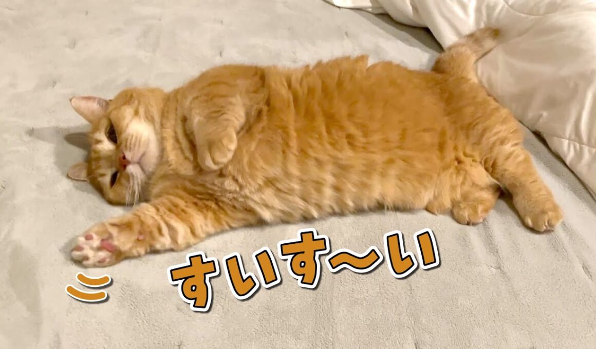 ベッドを冬仕様にしたら気持ちよすぎて泳いじゃう猫が可愛すぎた！