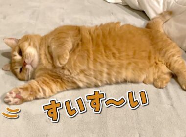 ベッドを冬仕様にしたら気持ちよすぎて泳いじゃう猫が可愛すぎた！