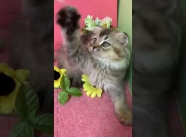 スコティッシュフォールド ブラウンパッチドタビー（ロング）の可愛い女の子！