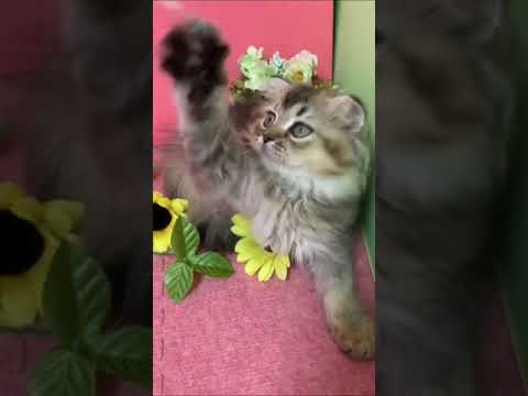 スコティッシュフォールド ブラウンパッチドタビー（ロング）の可愛い女の子！