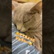 可愛すぎるルーティン❤️ #猫 #ロシアンブルー #猫のいる暮らし #shorts