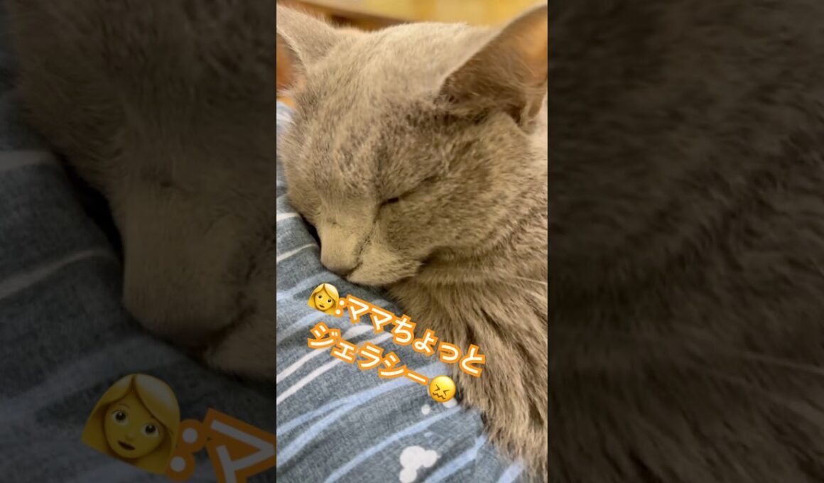 可愛すぎるルーティン❤️ #猫 #ロシアンブルー #猫のいる暮らし #shorts