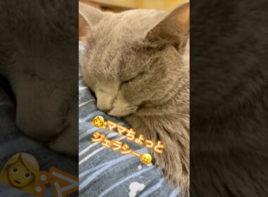 可愛すぎるルーティン❤️ #猫 #ロシアンブルー #猫のいる暮らし #shorts