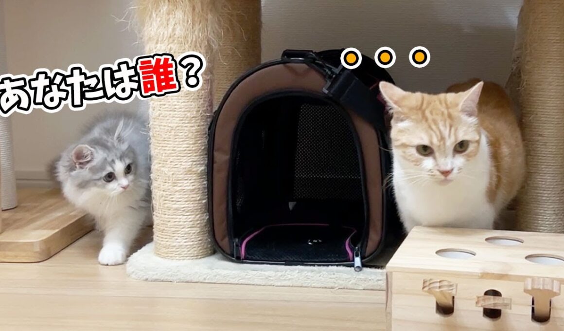 初めて子猫がむぎくんと出会ったら、こうなりました…！