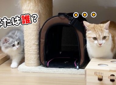 初めて子猫がむぎくんと出会ったら、こうなりました…！