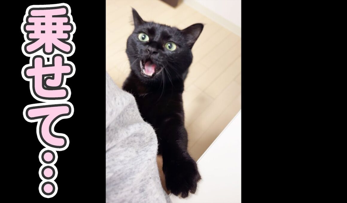 「抱っこ…」とすごく甘える猫