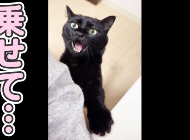 「抱っこ…」とすごく甘える猫