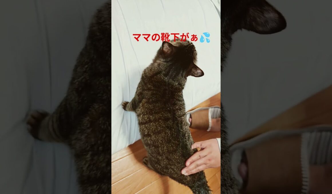 ママの靴下穴あくからやめて〜💦