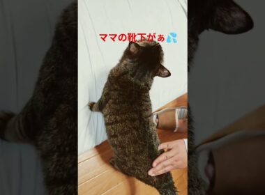 ママの靴下穴あくからやめて〜💦