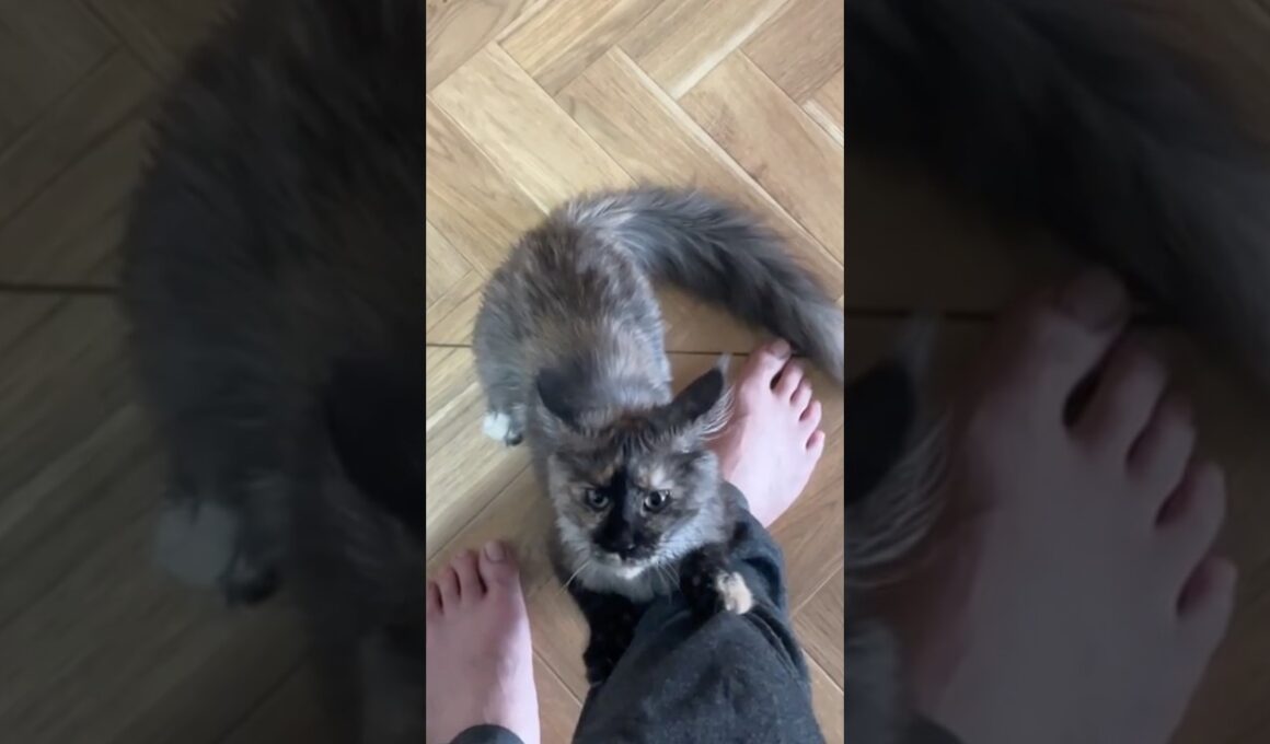 メインクーンの全力可愛い集