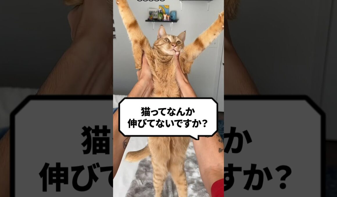 Q：猫ってなんか伸びてない？ #猫 #猫動画 #ねこ