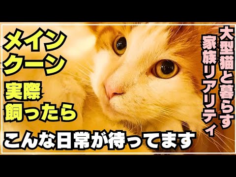 愛猫と過ごす娘の誕生日【メインクーン】