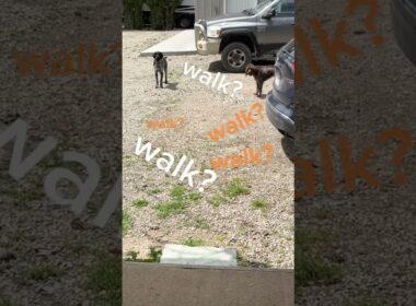 Walk This Way with German Wirehaired Pointers #dog #germanwirehairedpointer #walk