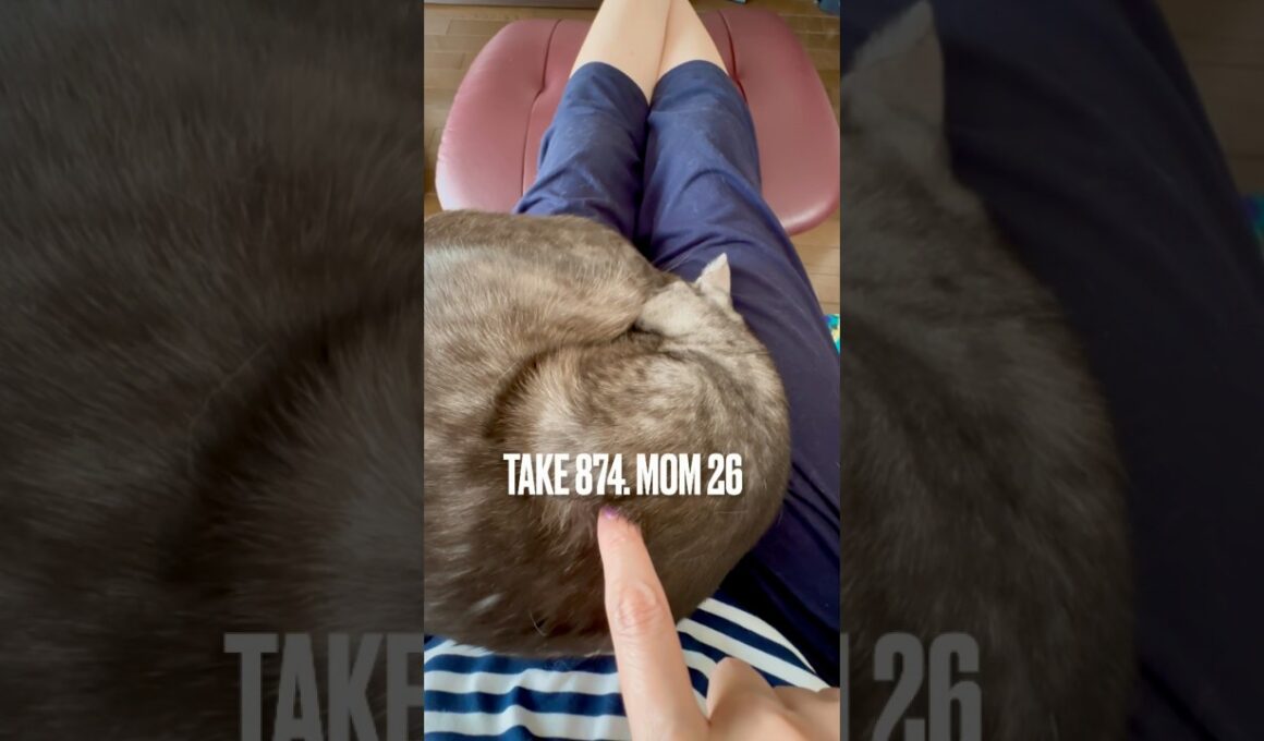 #ママも大好き #まったり猫 #甘噛み 痛くないよ #甘えん坊猫 #猫バカ夫婦 ですがなにか 🤣 #egyptianmaucat #エジプシャンマウ #エジプシャンマウスモーク #shorts