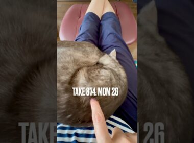 #ママも大好き #まったり猫 #甘噛み 痛くないよ #甘えん坊猫 #猫バカ夫婦 ですがなにか 🤣 #egyptianmaucat #エジプシャンマウ #エジプシャンマウスモーク #shorts