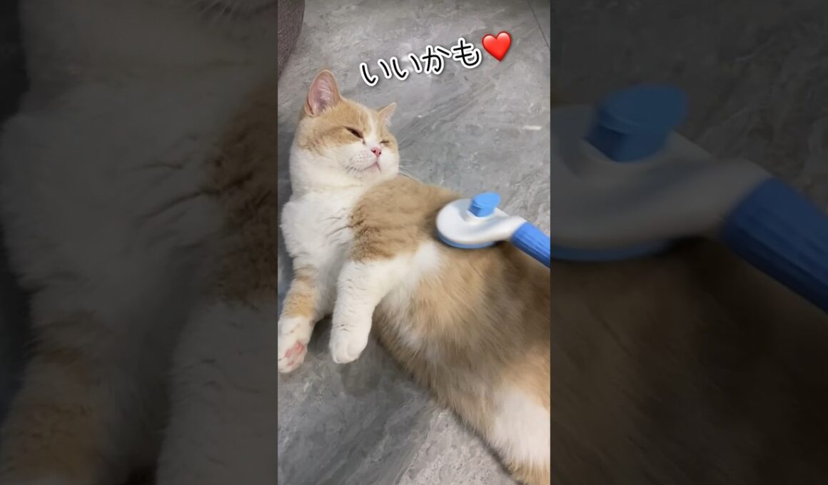 ねこがブラッシング好きになるまで #shorts #猫 #ねこ #猫動画 #かわいい猫 #マンチカン #短足マンチカン#ブラッシング