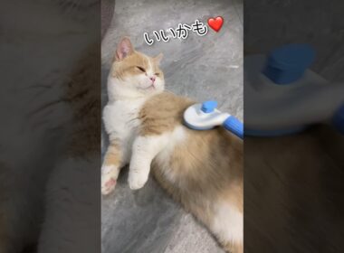 ねこがブラッシング好きになるまで #shorts #猫 #ねこ #猫動画 #かわいい猫 #マンチカン #短足マンチカン#ブラッシング