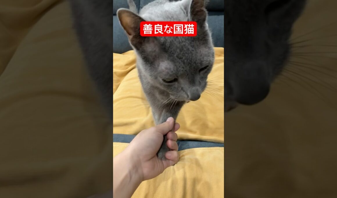 選挙応援猫#ロシアンブルー #猫