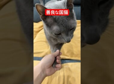 選挙応援猫#ロシアンブルー #猫