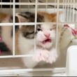 脱出子猫イリュージョン！その真相を追う The kitties escape trick