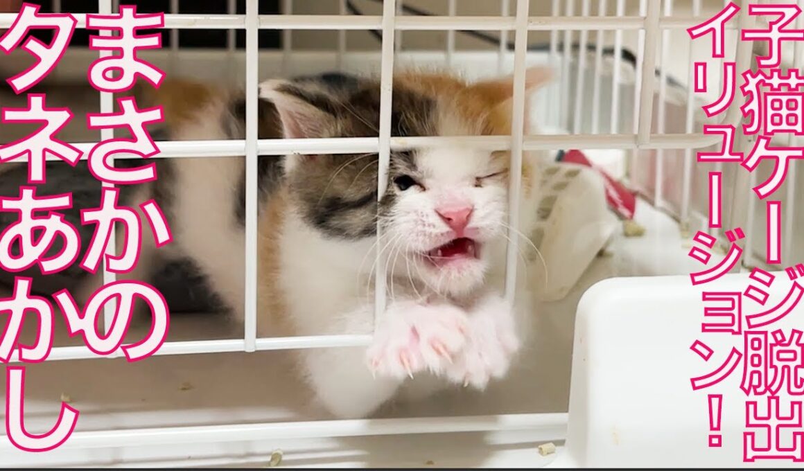 脱出子猫イリュージョン！その真相を追う The kitties escape trick