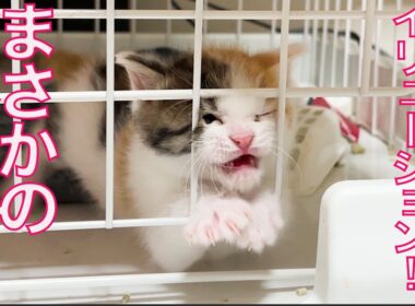 脱出子猫イリュージョン！その真相を追う The kitties escape trick