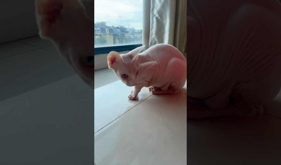 ふわもちピーチスキンの毛のない猫【スフィンクス猫】