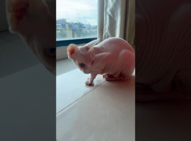 ふわもちピーチスキンの毛のない猫【スフィンクス猫】