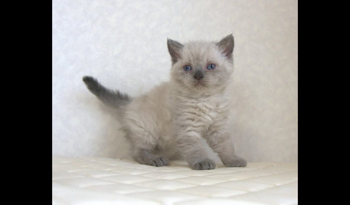 セルカークレックス子猫　Selkirk Rex　2025.９.26産まれ　ブルーポイント　巻き毛　女の子　シーダキャット猫のお店