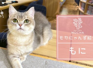 もに（ブリティッシュショートヘア♀）吉祥寺店