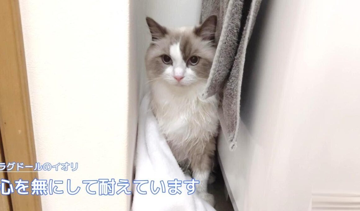 【ラグドール】心を無にして耐えています