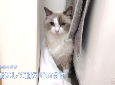 【ラグドール】心を無にして耐えています