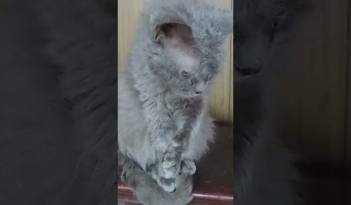 ラパーマのリケ