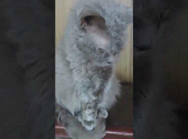 ラパーマのリケ