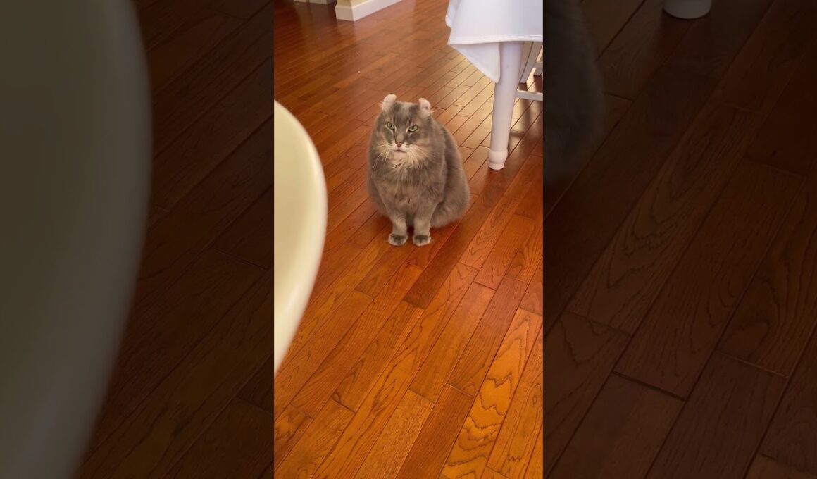 調べ物してたら #ねこ動画 #アメリカンカール  #shortsvideos