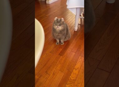 調べ物してたら #ねこ動画 #アメリカンカール  #shortsvideos