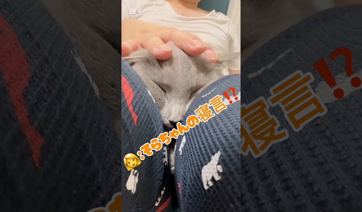 寝言が人間の赤ちゃん⁉️ #猫 #ロシアンブルー #猫のいる暮らし #鳴き声  #shorts