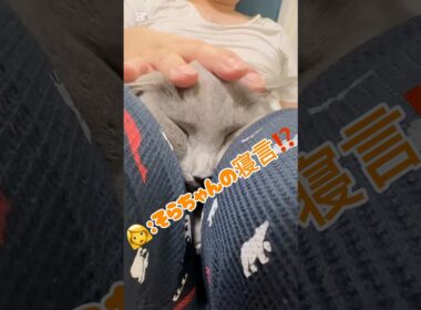 寝言が人間の赤ちゃん⁉️ #猫 #ロシアンブルー #猫のいる暮らし #鳴き声  #shorts