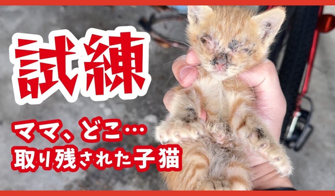 突然ママがいなくなった日。４匹の茶トラ子猫たちの試練──