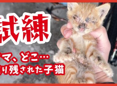 突然ママがいなくなった日。４匹の茶トラ子猫たちの試練──