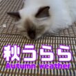 バーマン猫ラフ【秋うらら】Autumn weather（バーマン猫）Birman/Cat