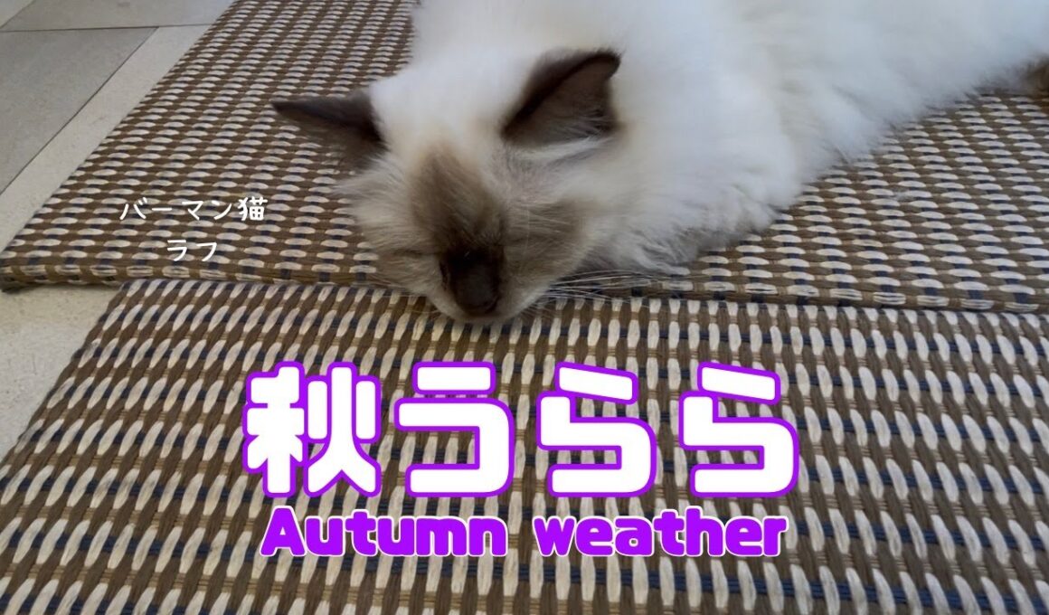 バーマン猫ラフ【秋うらら】Autumn weather（バーマン猫）Birman/Cat