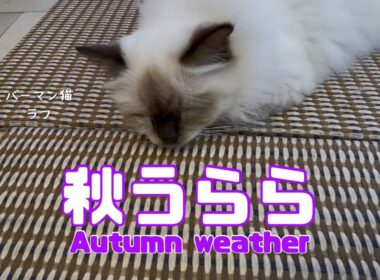バーマン猫ラフ【秋うらら】Autumn weather（バーマン猫）Birman/Cat