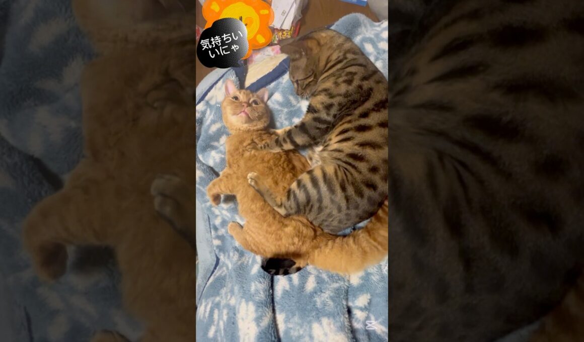 マッサージ40秒、一本勝負💪🏿 #cat #ベンガル #セルカークレックス #マッサージ #猫のいる暮らし