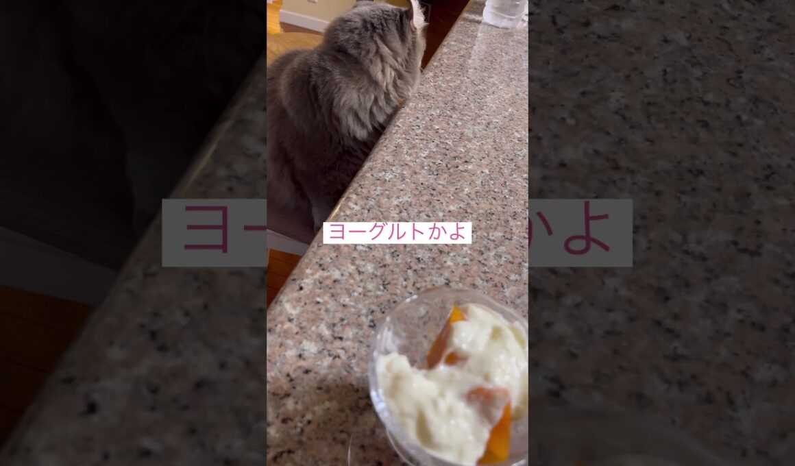 ヨーグルト天国 #ねこ動画 #アメリカンカール #catshorts