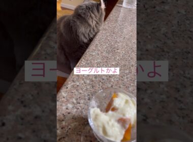 ヨーグルト天国 #ねこ動画 #アメリカンカール #catshorts