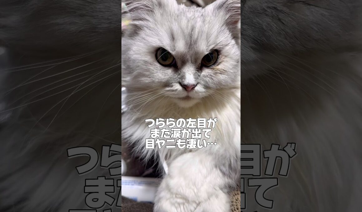 つららの片目の様子がおかしい💦#猫 #ペルシャ