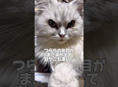 つららの片目の様子がおかしい💦#猫 #ペルシャ